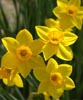 Yellow Daffodil