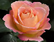 pink yellow rose