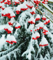 Winter berries