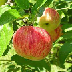 apples